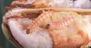 uploads/images/pest/cotton pinkbollworm.jpg